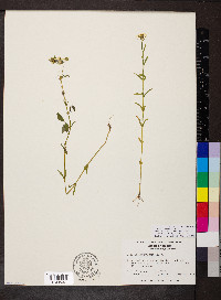 Sabatia quadrangula image