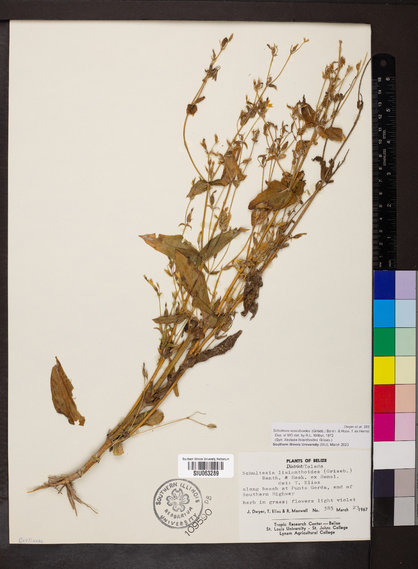 Xestaea lisianthoides image