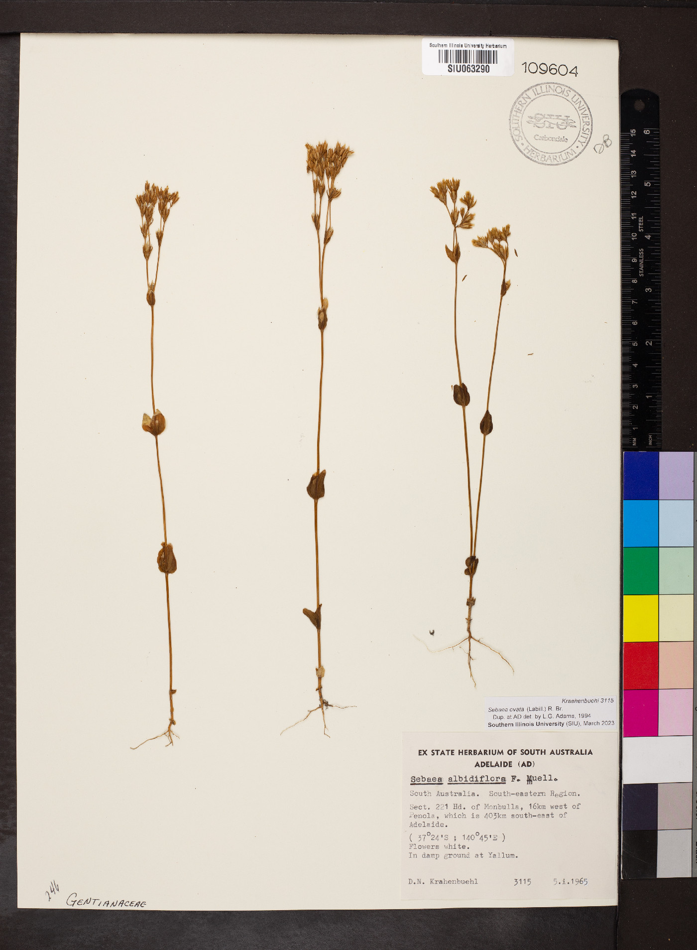 Sebaea ovata image