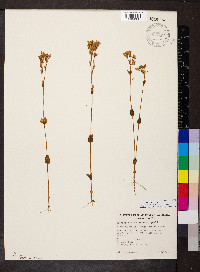 Media resource of Sebaea ovata