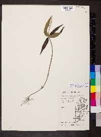 Spigelia anthelmia image
