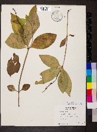Spigelia anthelmia image