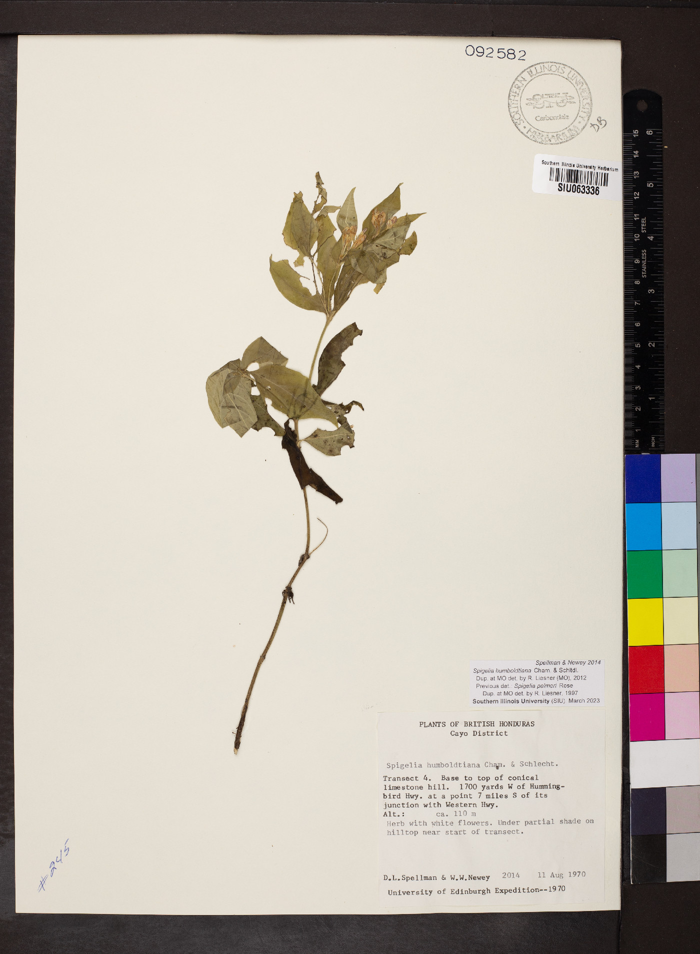 Spigelia humboldtiana image