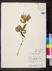 Spigelia humboldtiana image