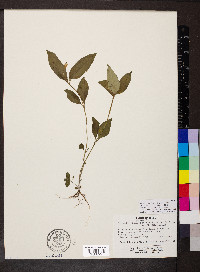 Spigelia humboldtiana image