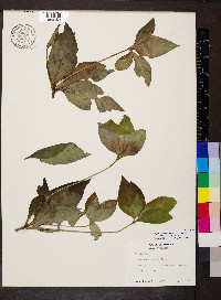 Spigelia humboldtiana image