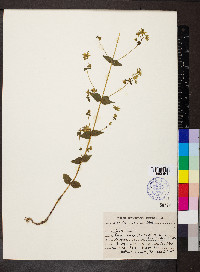 Swertia cordata image