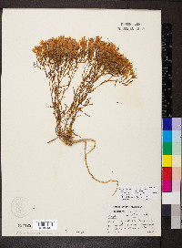 Zeltnera beyrichii image
