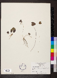 Nymphoides cordata image