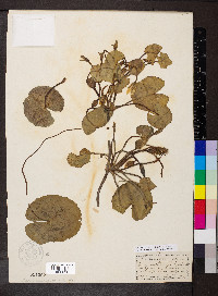 Nymphoides peltata image