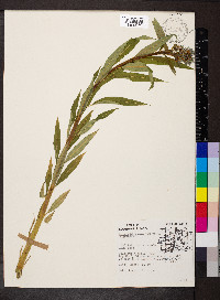 Amsonia tabernaemontana image