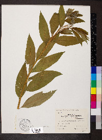 Amsonia tabernaemontana image