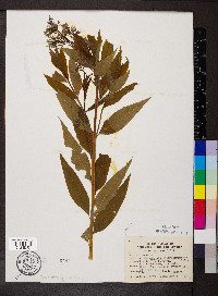 Amsonia tabernaemontana image