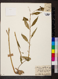 Amsonia tabernaemontana image