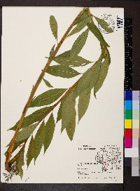 Amsonia tabernaemontana image