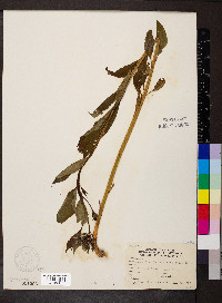 Amsonia tabernaemontana image