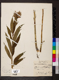 Amsonia tabernaemontana image
