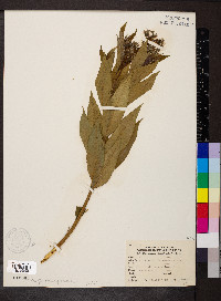Amsonia tabernaemontana image