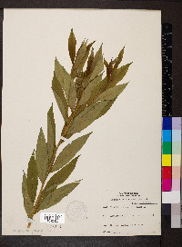 Amsonia tabernaemontana image