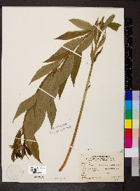 Amsonia tabernaemontana image