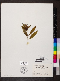 Amsonia tabernaemontana image