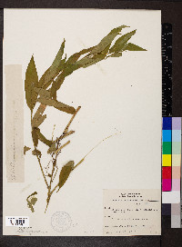 Amsonia tabernaemontana image