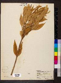 Amsonia tabernaemontana image