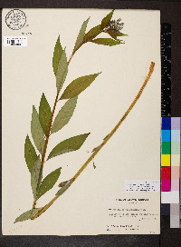 Amsonia tabernaemontana image