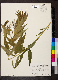 Amsonia tabernaemontana image