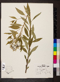 Amsonia tabernaemontana image