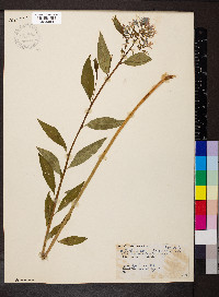 Amsonia tabernaemontana image