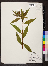 Amsonia tabernaemontana image