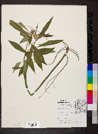 Asclepias perennis image