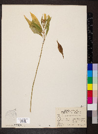 Asclepias perennis image