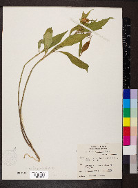 Asclepias perennis image