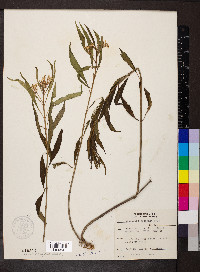 Asclepias perennis image