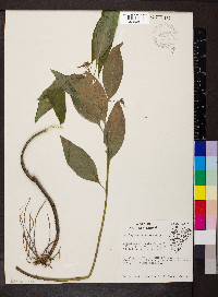 Asclepias perennis image