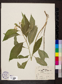 Asclepias perennis image