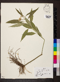 Asclepias perennis image