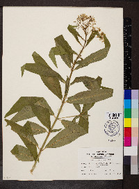 Asclepias perennis image