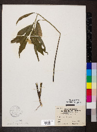 Asclepias perennis image