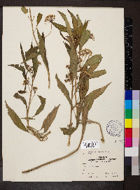 Asclepias perennis image