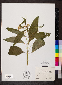 Asclepias perennis image