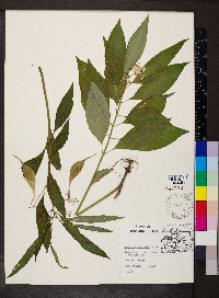 Asclepias perennis image