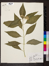 Asclepias perennis image