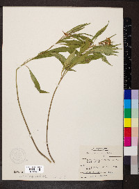 Asclepias perennis image