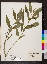 Asclepias perennis image