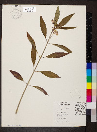 Asclepias perennis image