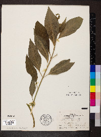 Asclepias perennis image