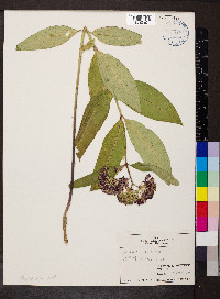 Asclepias purpurascens image